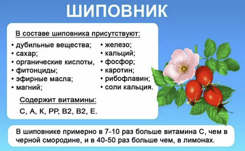 Харчова цінність шипшини Харчова цінність шипшини