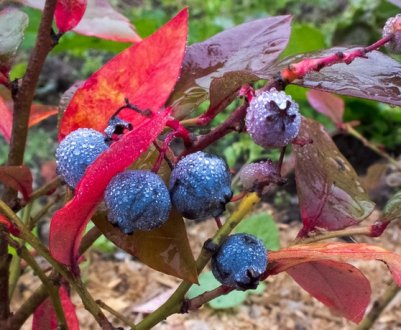Чому червоніє листя лохини