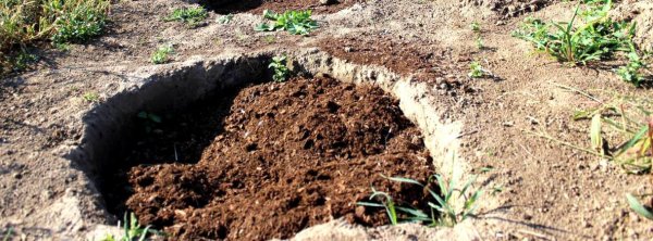 Грунт для голубики садовой: какую почву любит, какой торф нужен, как приготовить землю своими руками в домашних условиях