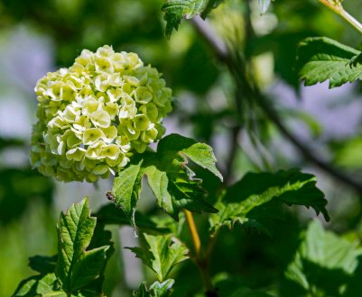 Чим підживити калину Бульдонеж