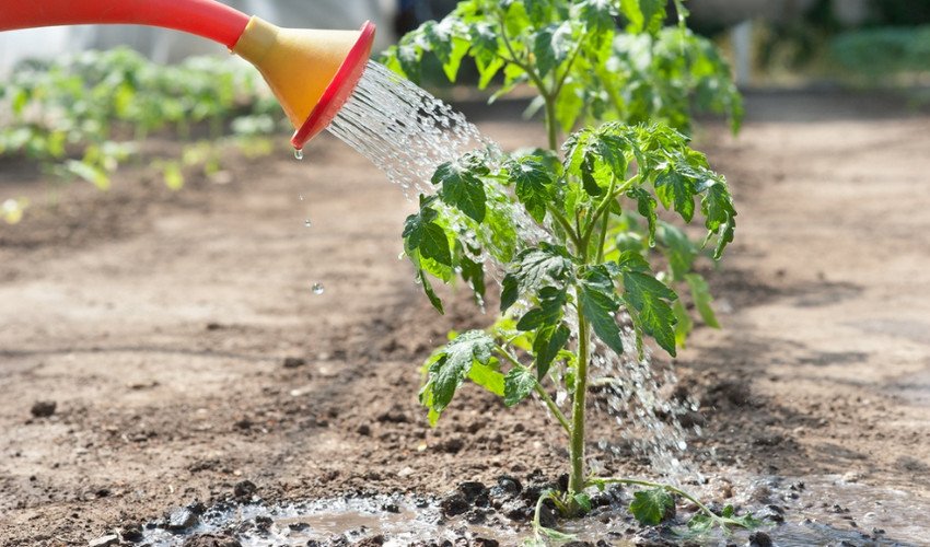 Полив томатів