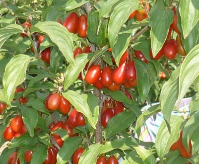 Опис сорти кизилу Семен