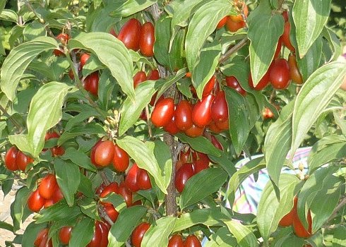 Опис сорти кизилу Семен