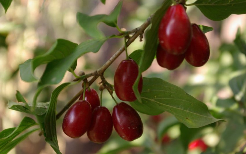 Кизил сорти Семен