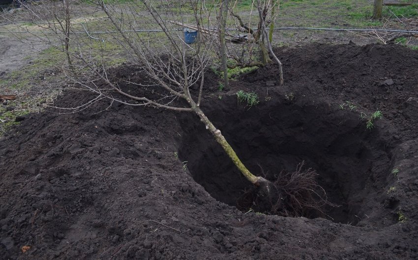 Коренева система кизилу
