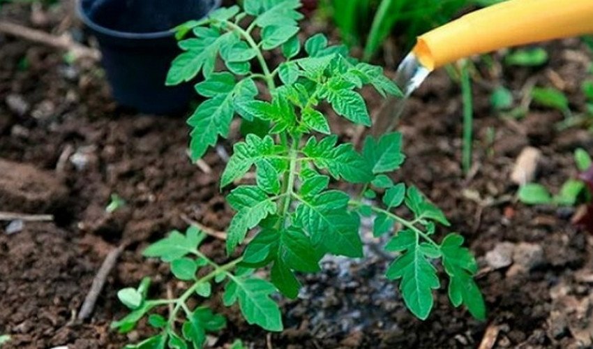 Підживлення томатів