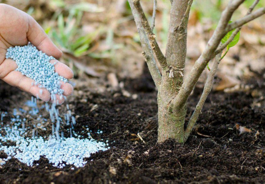 Підживлення кизилу