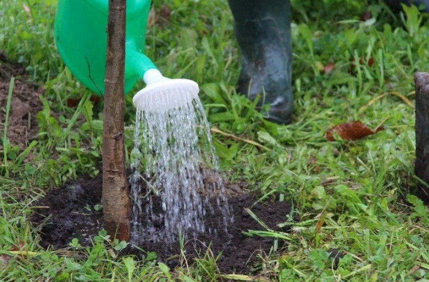 Полив кизилу