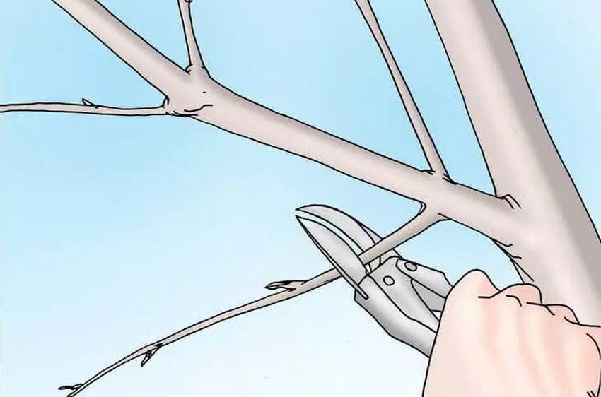 Обрізка кизилу