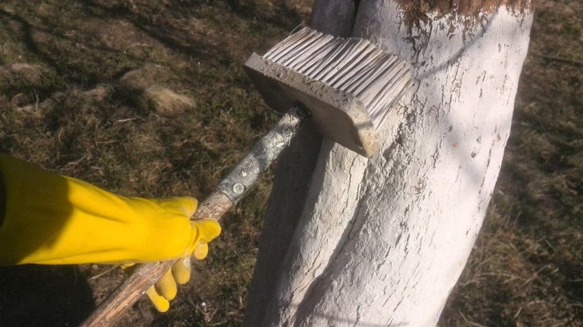 Побілка стовбура кизилу