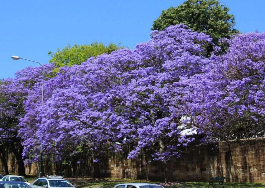 Плантація заморського дерева з'явилася в Хмельницькій області Плантація заморського дерева з'явилася в Хмельницькій області