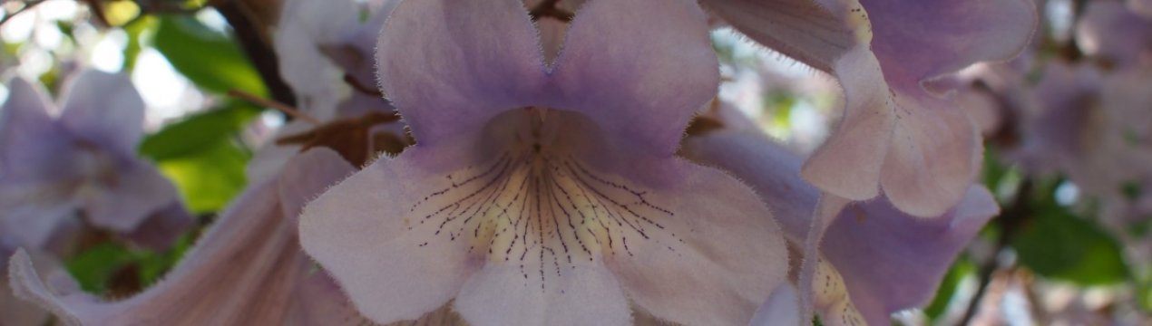 Плантація заморського дерева з'явилася в Хмельницькій області