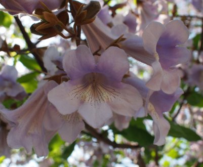 Плантація заморського дерева з'явилася в Хмельницькій області