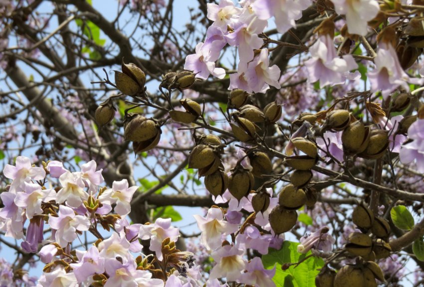 Плантація заморського дерева з'явилася в Хмельницькій області Плантація заморського дерева з'явилася в Хмельницькій області
