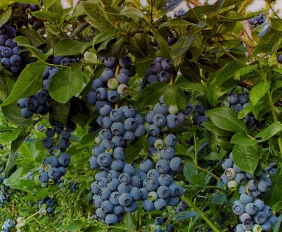 Посадка лохини на Уралі і догляд за нею