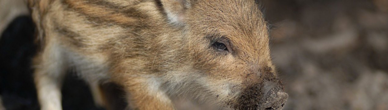 На Волині новий випадок АЧС