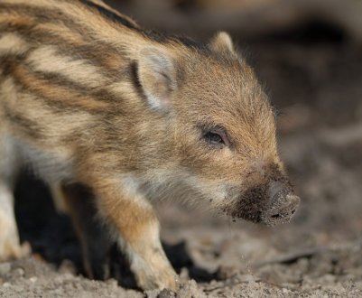 На Волині новий випадок АЧС