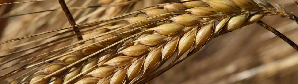 Валовий збір ячменю в Україні складе 8,6 мільйона тонн