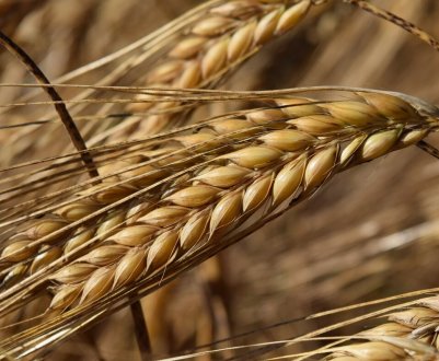 Валовий збір ячменю в Україні складе 8,6 мільйона тонн