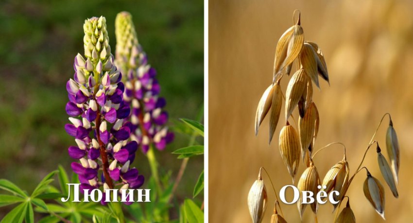 можно ли вырастить голубику на урале. Смотреть фото можно ли вырастить голубику на урале. Смотреть картинку можно ли вырастить голубику на урале. Картинка про можно ли вырастить голубику на урале. Фото можно ли вырастить голубику на урале