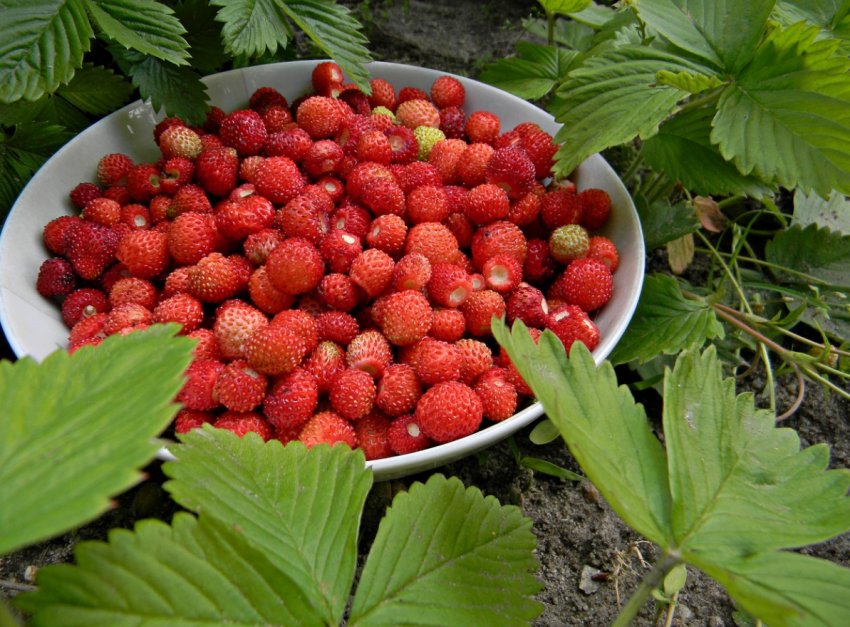 Італійські фермери вирощують суницю в Альпах Італійські фермери вирощують суницю в Альпах