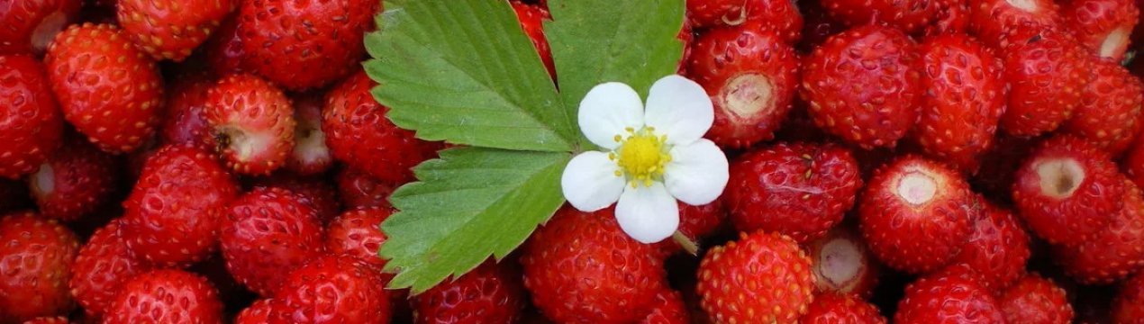 Італійські фермери вирощують суницю в Альпах