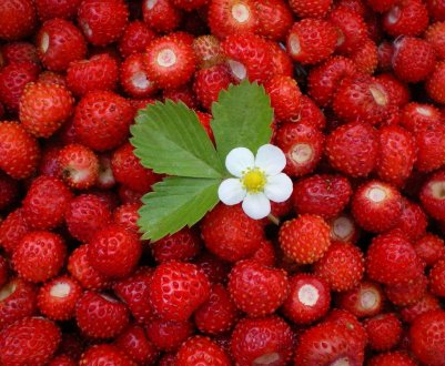 Італійські фермери вирощують суницю в Альпах