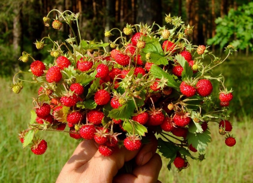 Італійські фермери вирощують суницю в Альпах Італійські фермери вирощують суницю в Альпах