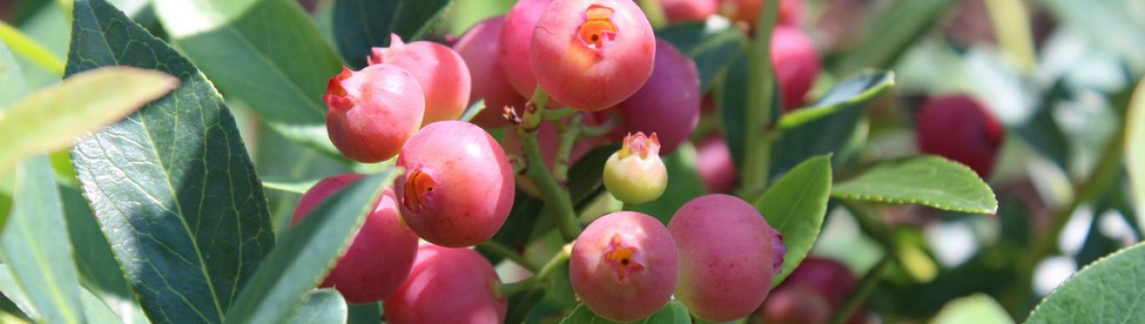 Лохина Пінк Блюберри: опис сорту