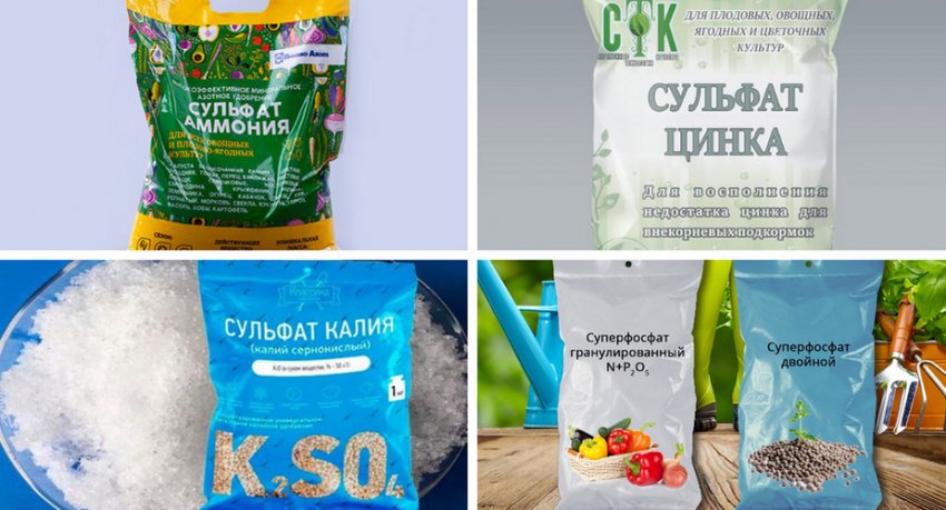 можно ли вырастить голубику на урале. Смотреть фото можно ли вырастить голубику на урале. Смотреть картинку можно ли вырастить голубику на урале. Картинка про можно ли вырастить голубику на урале. Фото можно ли вырастить голубику на урале