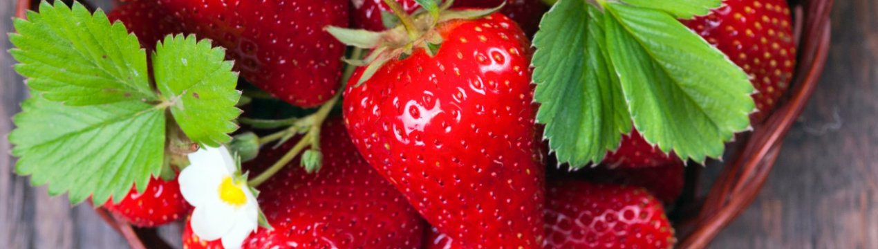 Іспанські роботи допомагають збирати полуницю в Каліфорнії