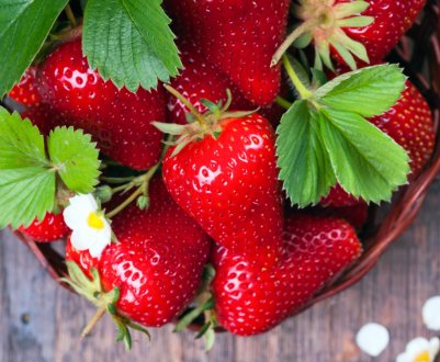 Іспанські роботи допомагають збирати полуницю в Каліфорнії