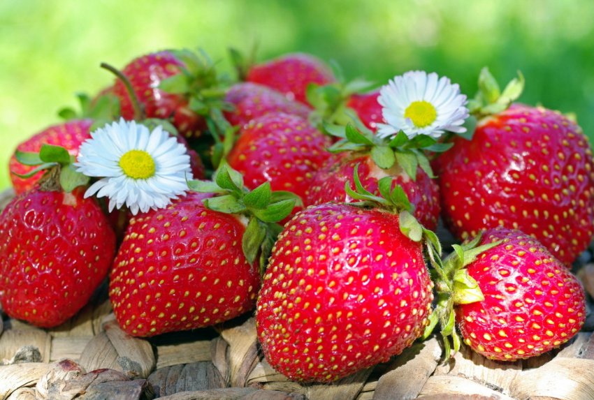 Іспанські роботи допомагають збирати полуницю в Каліфорнії Іспанські роботи допомагають збирати полуницю в Каліфорнії