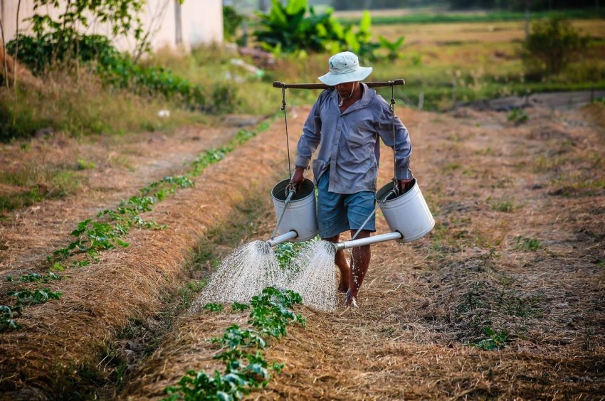 Фермери США отримають державну допомогу в розмірі 16 мільярдів доларів Фермери США отримають державну допомогу в розмірі 16 мільярдів доларів