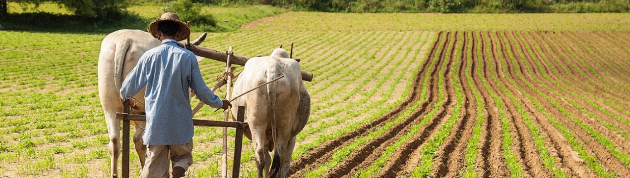 Уряд Індії розвиває сільське господарство за допомогою штучного інтелекту