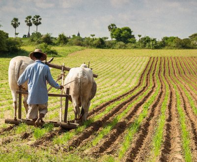Уряд Індії розвиває сільське господарство за допомогою штучного інтелекту