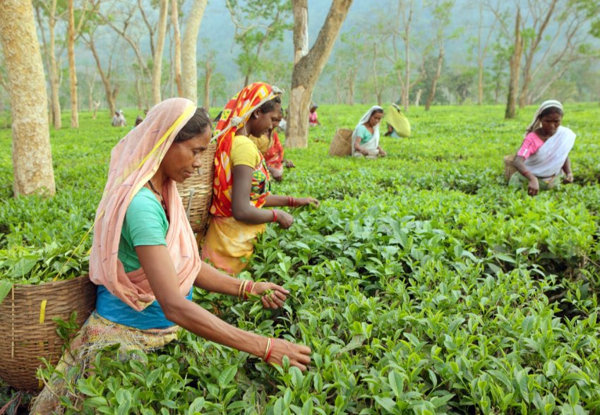 Уряд Індії розвиває сільське господарство за допомогою штучного інтелекту Уряд Індії розвиває сільське господарство за допомогою штучного інтелекту