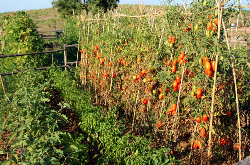 Подвязывания высоких кустов Подвязывания высоких кустов
