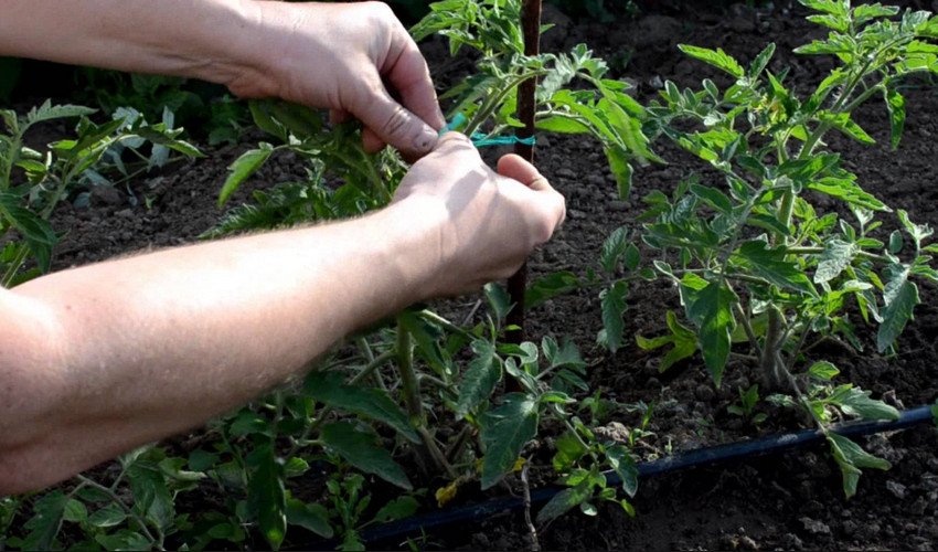 Підв'язування кущів