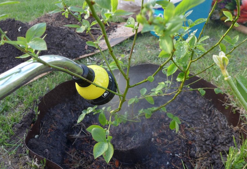 Полив лохини Полив лохини