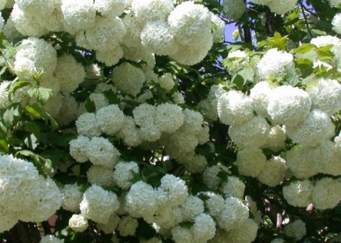 Калина Розеум (Roseum): опис сорти, агротехніка вирощування