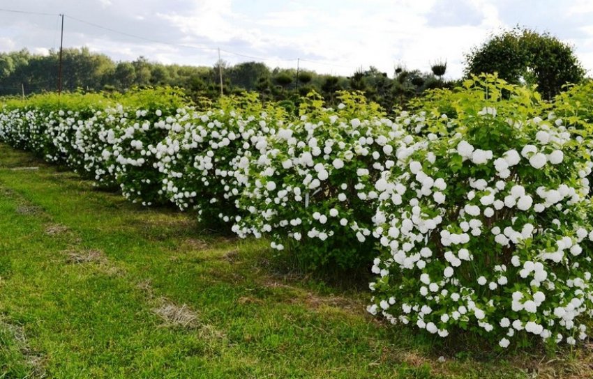 Калина Розеум в ландшафтному дизайні Калина Розеум в ландшафтному дизайні