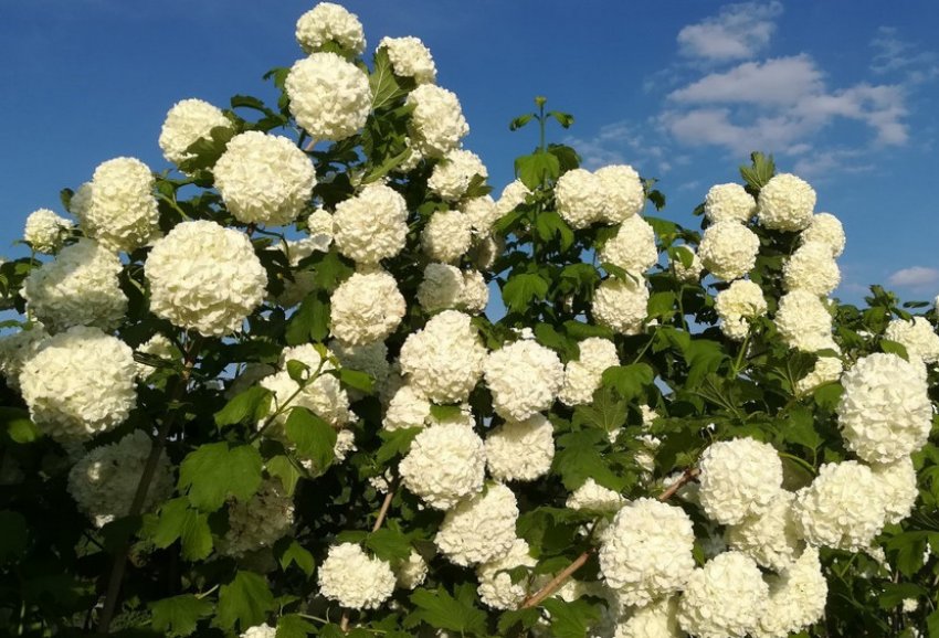 Калина Розеум восени Калина Розеум восени