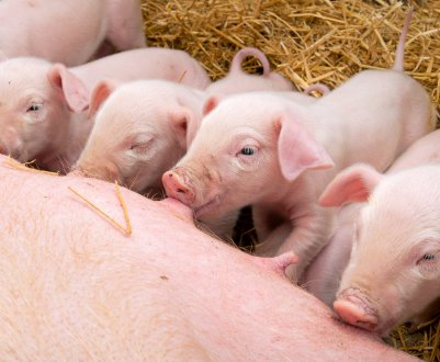 Хвиля африканської чуми накрила свинарство Словаччини