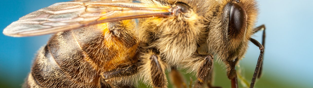 В Азербайджані проектують колосальний «вулик»