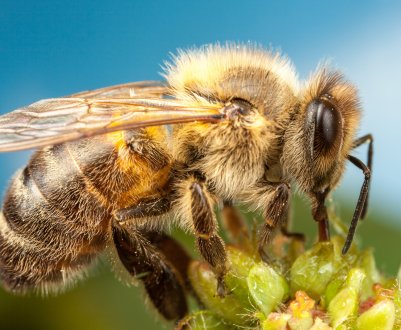 В Азербайджані проектують колосальний «вулик»