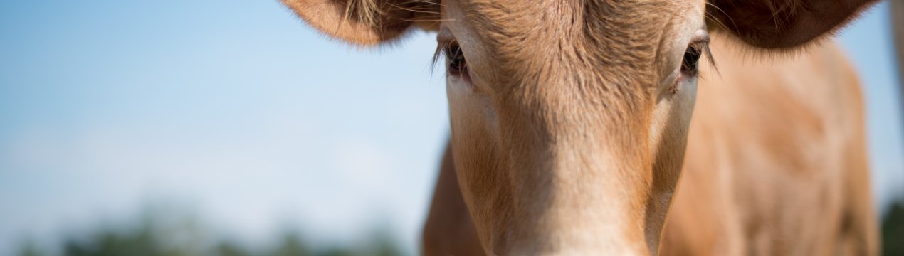 Фермерів Смоленщини радує продуктивність місцевих корівок