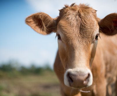 Фермерів Смоленщини радує продуктивність місцевих корівок