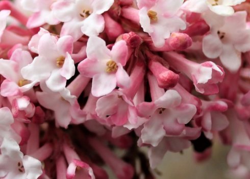 Калина боднантенская Шарль Ламон: агротехніка вирощування