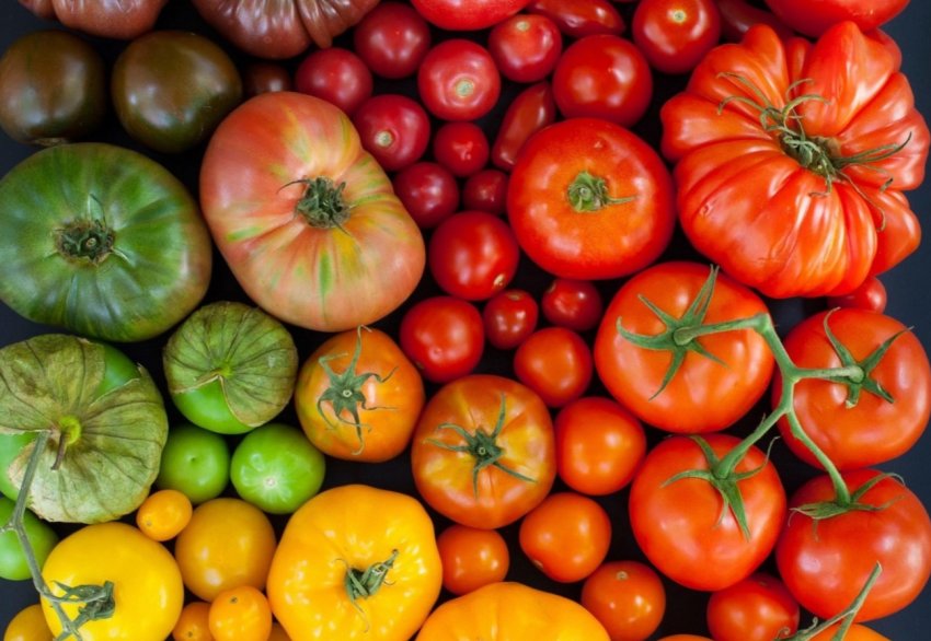 Томати в Україні продовжують дорожчати